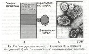 : C:\Documents and Settings\\ \ \\ 044.jpg